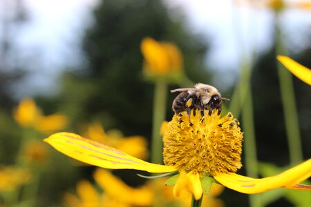 Bee insect macro photo