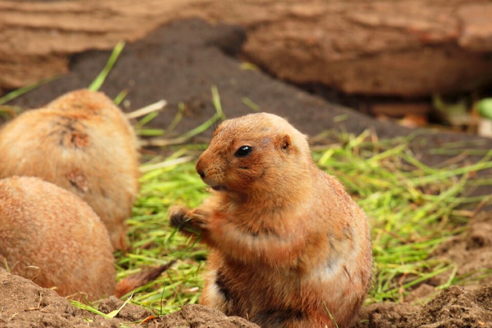 Cute small move the cute animals