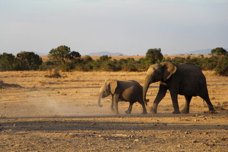 Elephant animal savanna