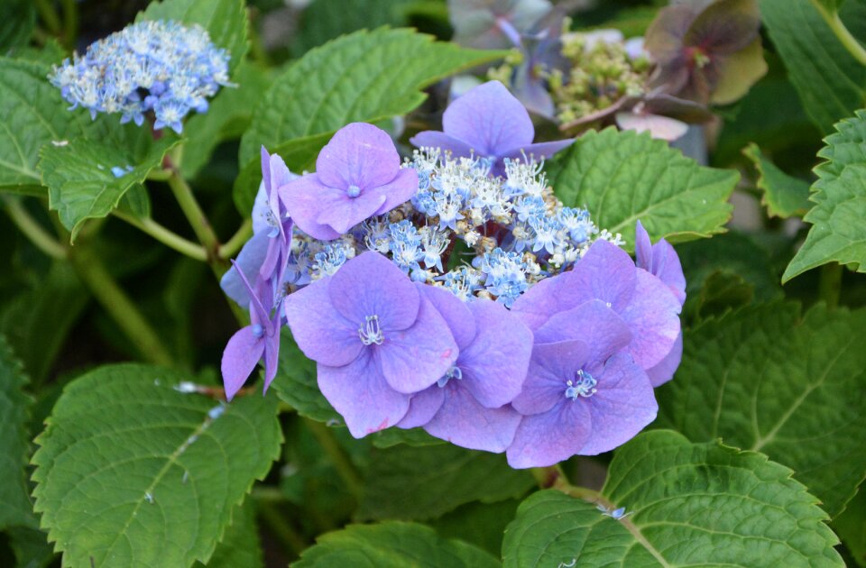 Purple flower summer