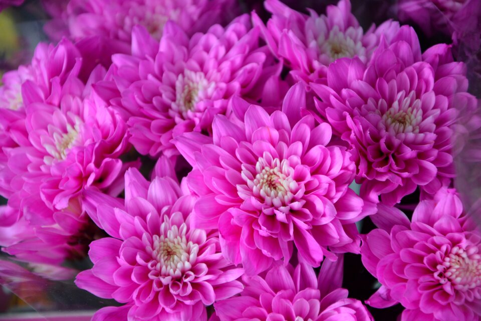 Garden nature pink flower