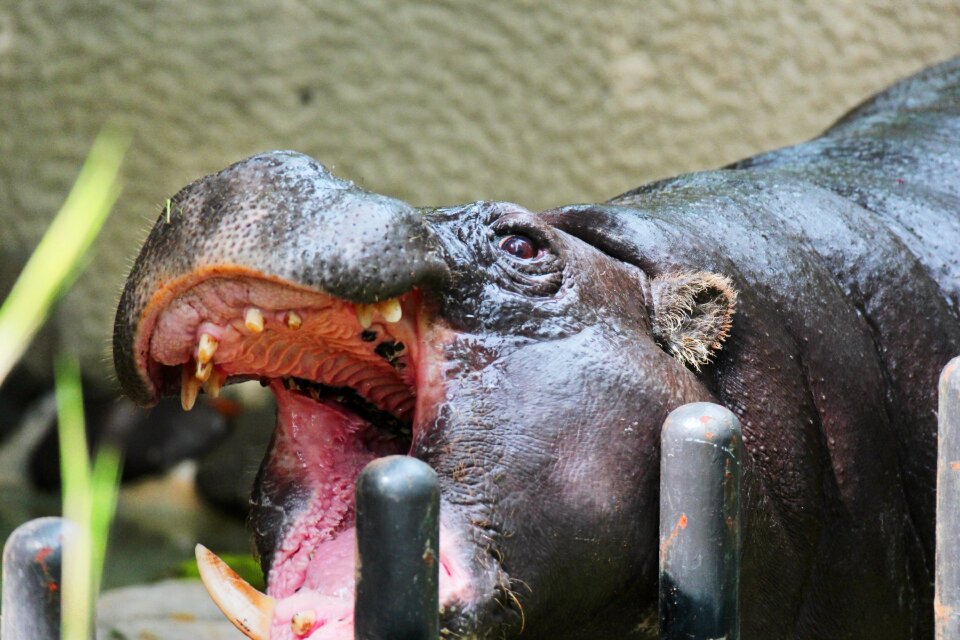 Zoo large berserk