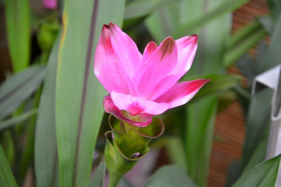 Flower summer botany nature