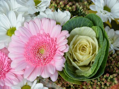 Event plants plants flowering