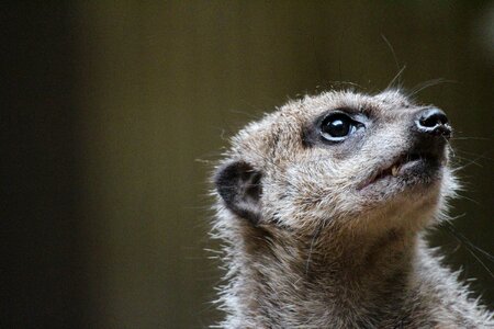 Cute forest animals mammals