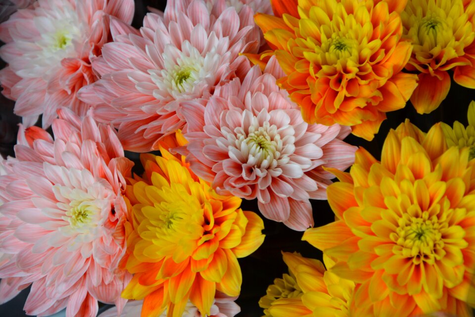 Orange rose bouquet offer
