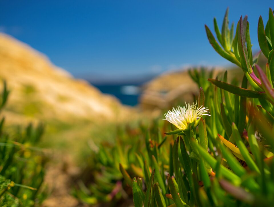 Plant corsica sardinia