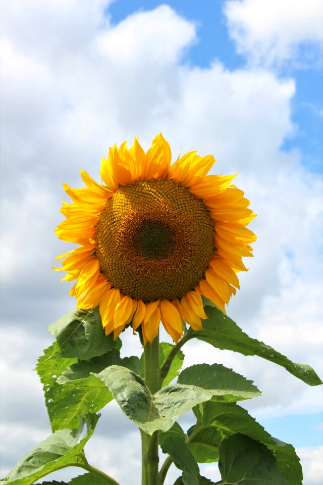 Plant yellow blossom