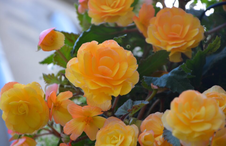 Nature rosebush orange