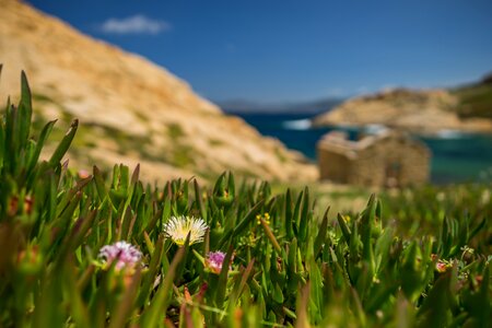 Grass landscape corsica photo