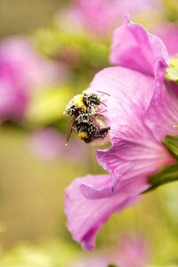 Pollen bee summer