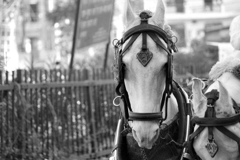 Portrait stallion nature