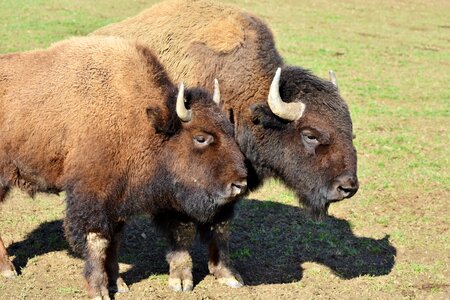 American bison wild livestock