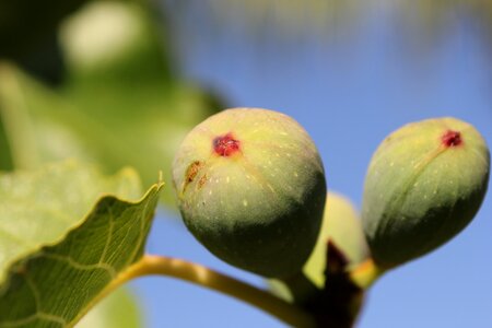 Fruit nature food