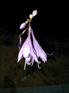 The night purple flower