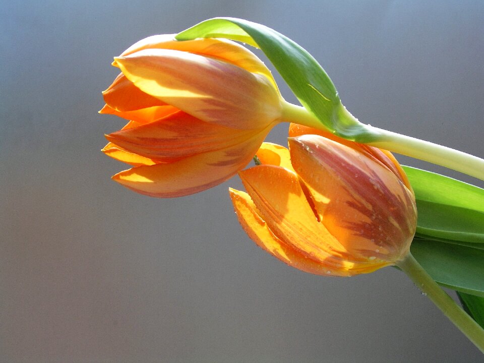 Tulips flower bloom