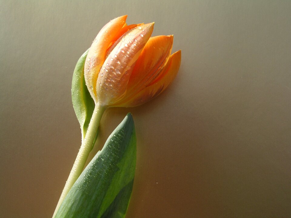 Tulips flower bloom