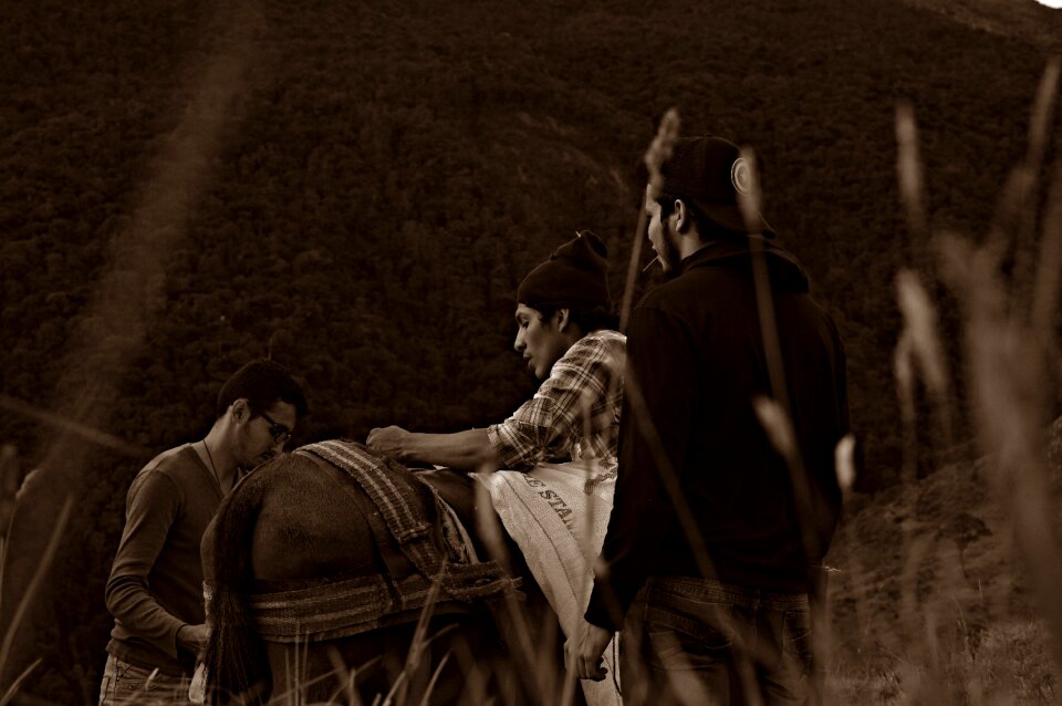 Horses people field