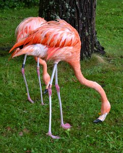 Caribbean flamingo wading bird bird