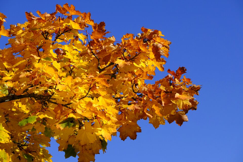 Golden autumn nature transience photo