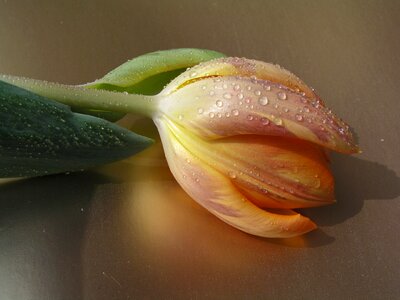 Tulips flower bloom