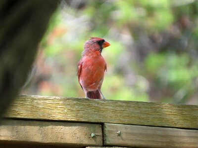 Bird red wildlife