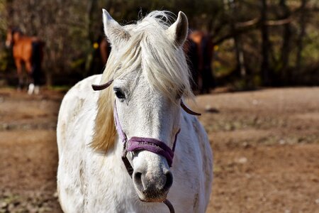 Brown ride mare photo