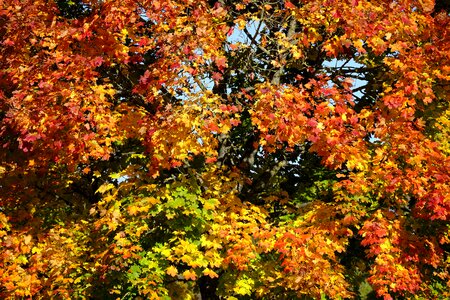 Golden autumn nature transience photo