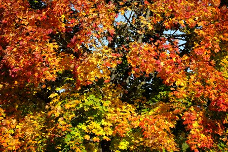 Golden autumn nature transience
