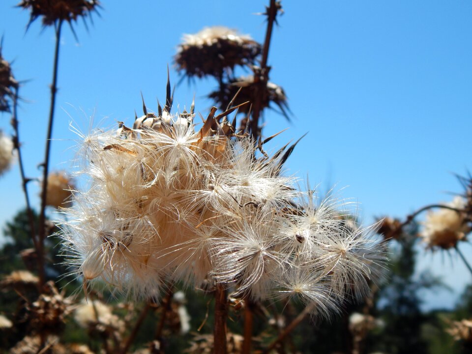 Thistles summer thorns