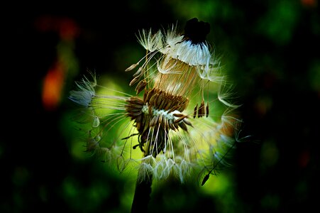 Plant meadow flower nature
