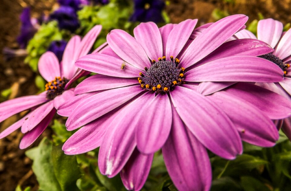 Purple flower purple flowers floral