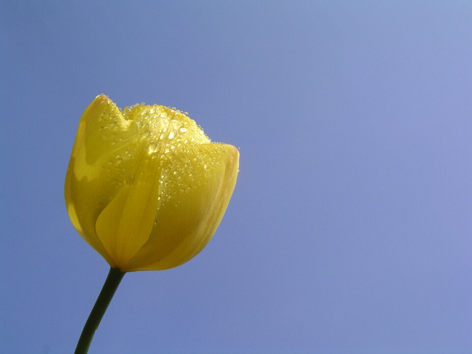 Tulips flower bloom