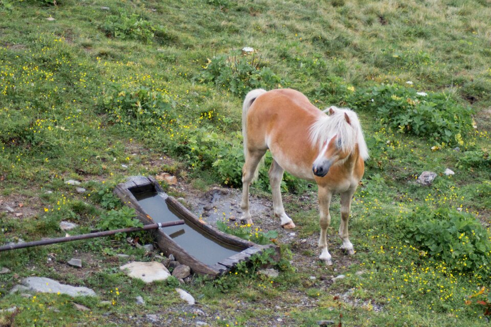 Pasture coupling mane