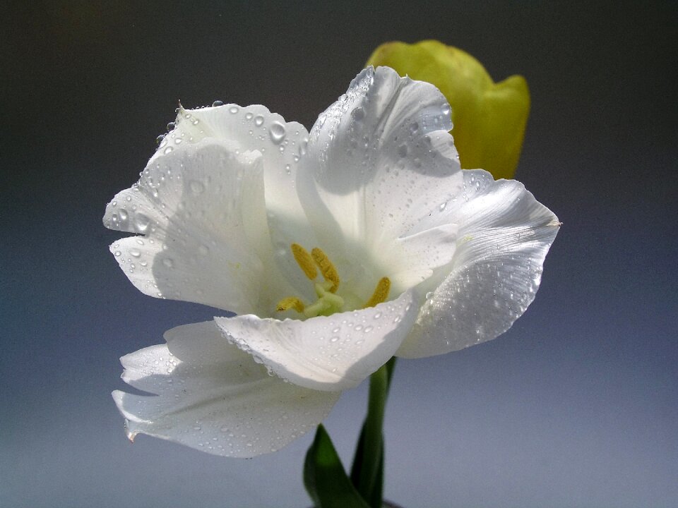 Tulips flower bloom