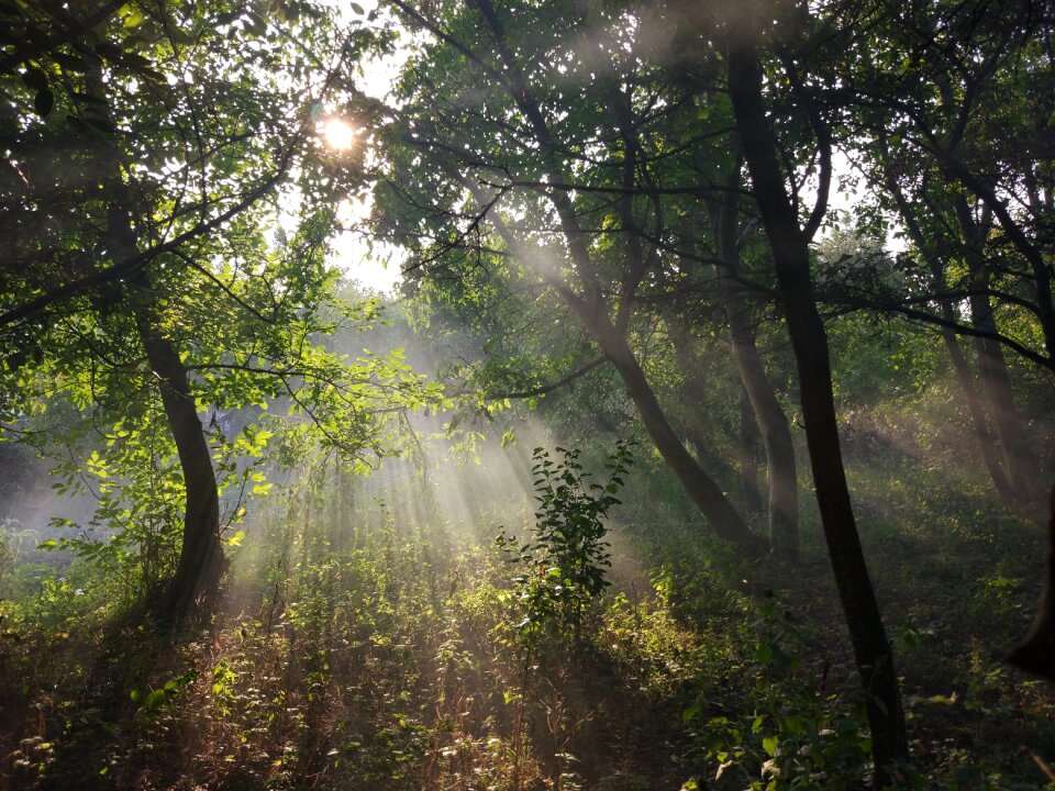 Forest smoke nature