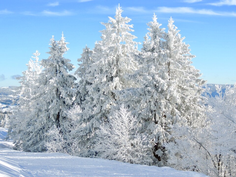 Snowy firs winter mood photo