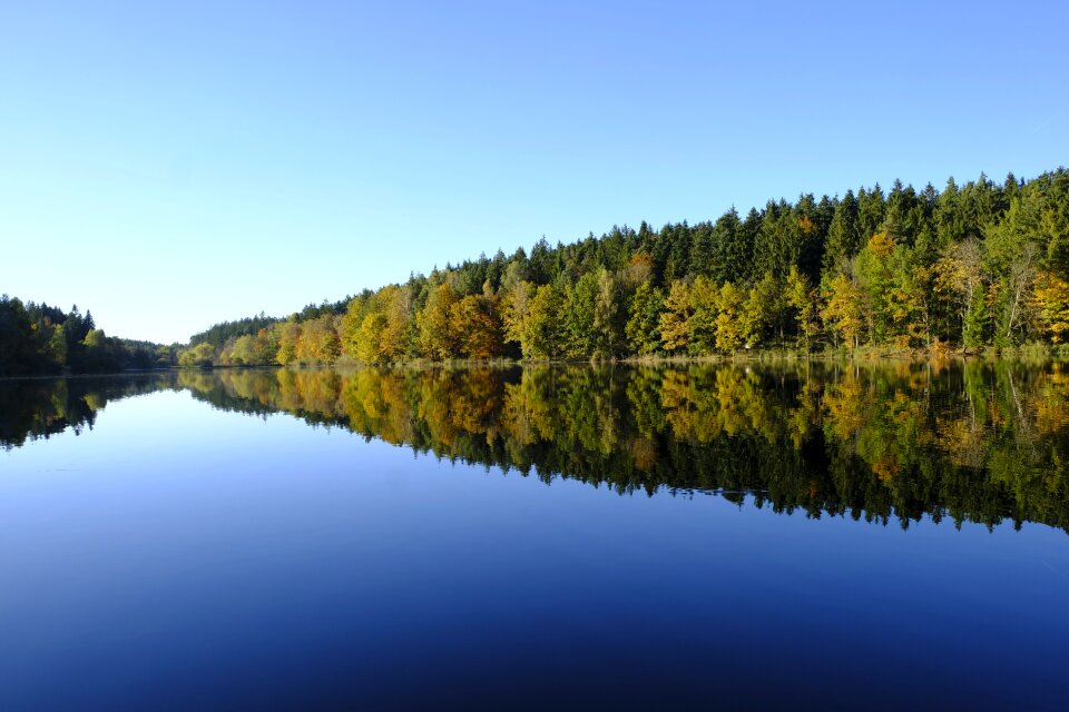 Trees forest mirroring