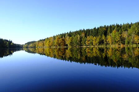 Trees forest mirroring photo