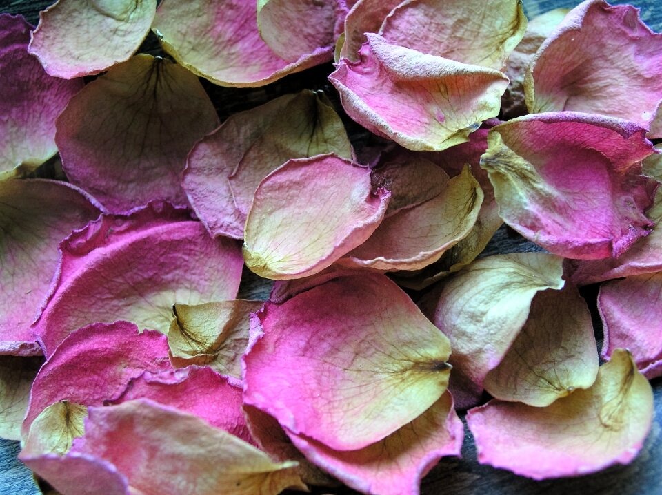 Background flower dried
