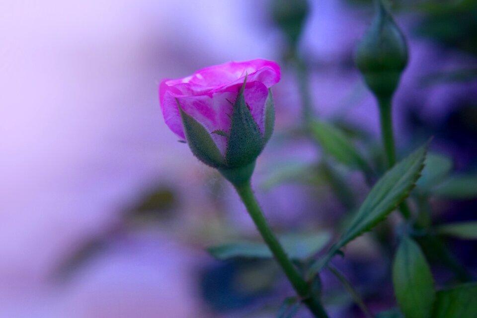 Flower pink nature