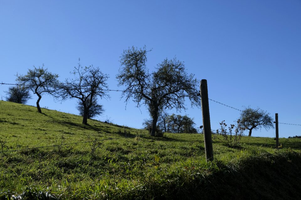 Nature pasture landscape