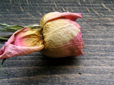Dried rose petals