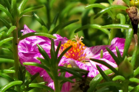 Orange green garden photo