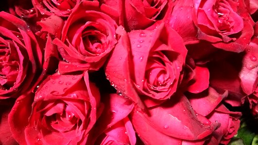 Romance love pink love