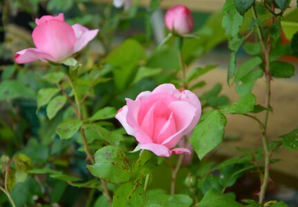 Garden nature blooming