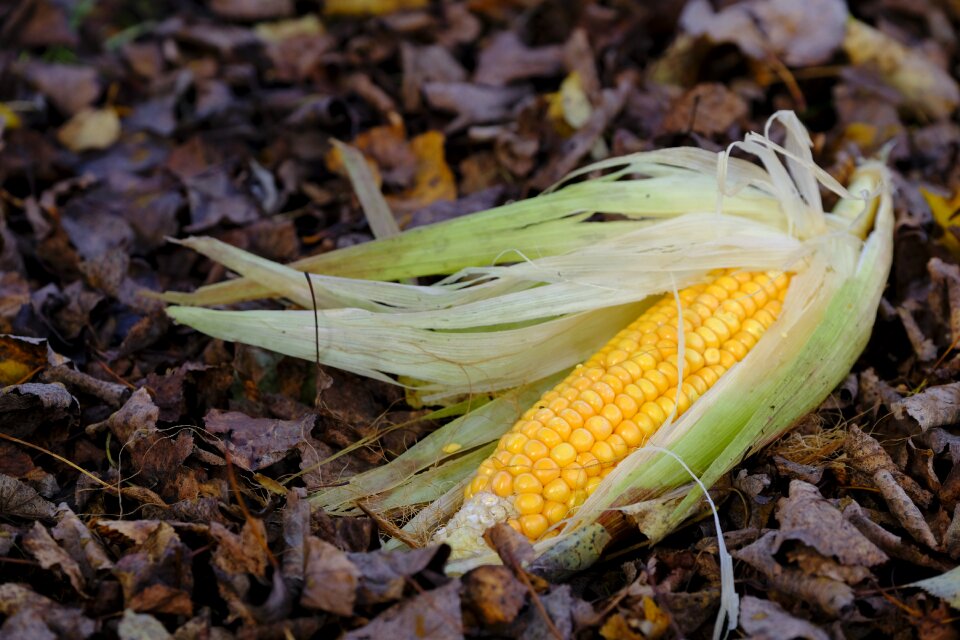 Autumn leaves cereals