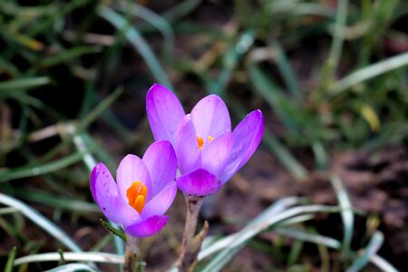 Spring flower nature violet photo