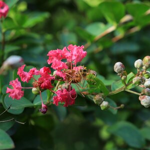 Pink red plant
