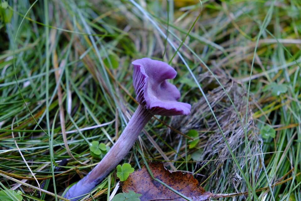 Forest floor forest nature